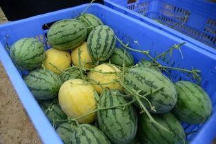 群免费吃网红的瓜,群内瓜分快乐时光