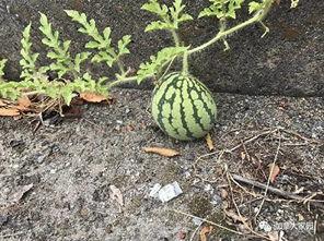 网友拍到网红吃瓜,网友直呼“太真实”